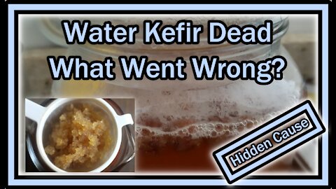 Water Kefir Dead (Not Multiplying, Strange Taste, Producing Foam, Small Grains) - What Went Wrong?