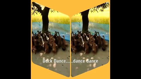 Duck dance dance duck....