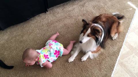 Loving dogs teach baby how to crawl