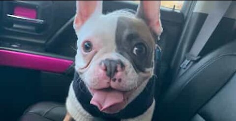 Is this French bulldog Canada's new singing sensation?