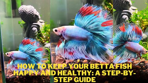 How to Keep Your Betta Fish Happy and Healthy: A Step-by-Step Guide