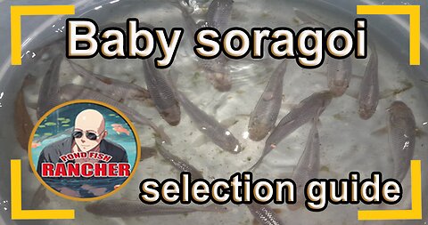 The pond fish rancher's guide to selecting good SORAGOI koi fish
