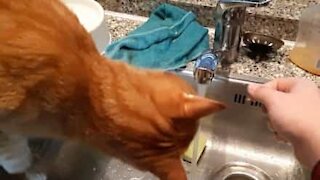 Cat drinks water every time owner washes hands