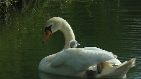Baby swans ride on mommy's back