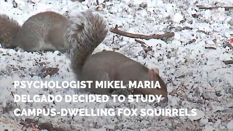 Scientists Reveal What’s Going On in a Squirrel’s Brain Every Time They Pick Up a Nut