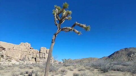 Hiking the Echo T Trail in Joshua Tree National Park