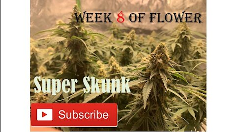 Starting week 8 of Flower of Super Skunk