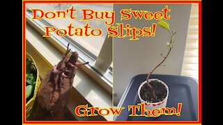 How to Grow Free Sweet Potato Slips