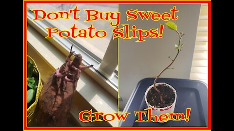 How to Grow Free Sweet Potato Slips