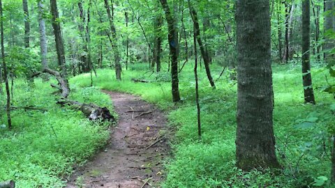 Relaxing hike through theShallow Ford Natural Area.