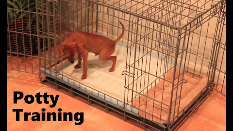 Potty Training Puppy Apartment - Official Full Video - Potty Train A Puppy Fast & Easy