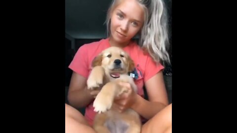 best funny fails of TikTok with animals 2
