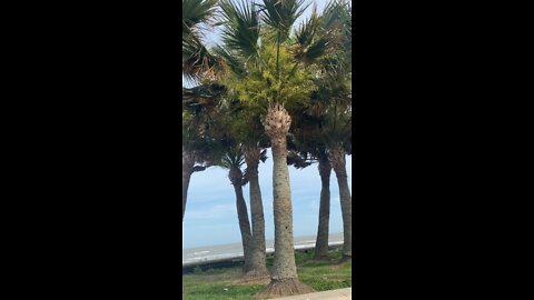 Palm trees!