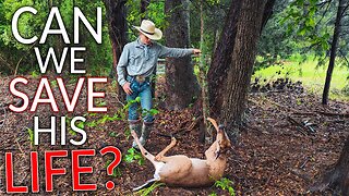 🦌Deer CAUGHT In Rabbit Snare! •😢Can WE Save His LIFE?