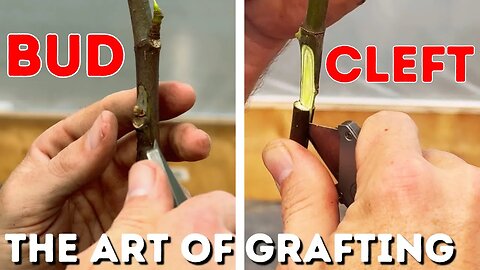 Starting Your First Fruit Tree Grafting Project? Watch This!