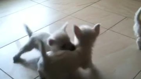 Trio of Westie puppies share adorable playtime