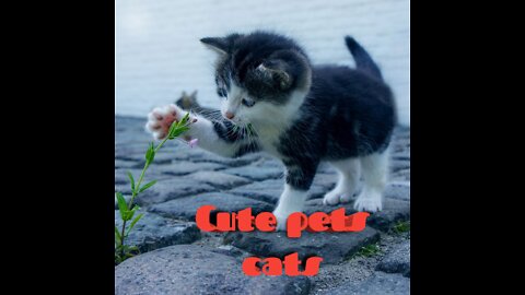 cute pets cats