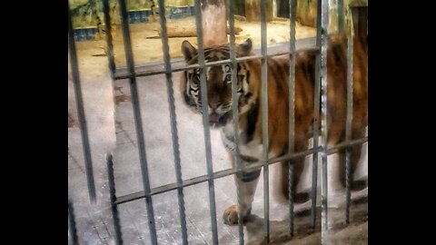 tiger roar in zoo