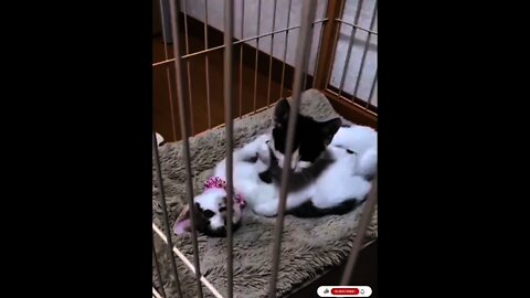 Many Very Cute Baby Cat Playing and Eating