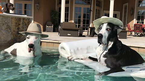 Hat-wearing Great Danes relax in the pool