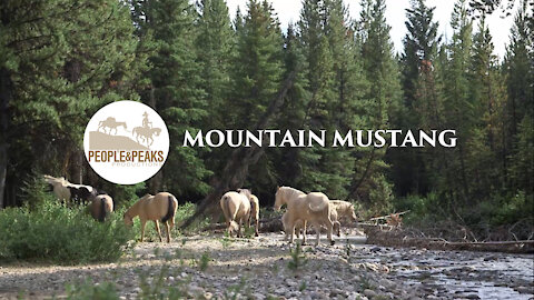 Canadian Rockies Series Trailer Episode #5: Mountain Mustang