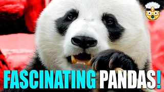 Discover the Wonders of Pandas: Jaw-Dropping Facts That Will Blow Your Mind