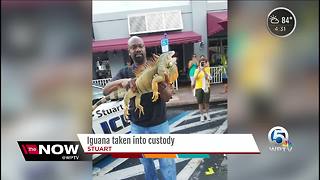 Stuart police apprehend 'suspicious' iguana