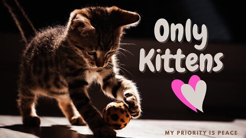 So Many Cute Kittens Doing Fun Things Compilation | Pure Happiness | Kitten | Adorable | Having Fun