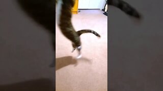 Crazy Jumping Cat