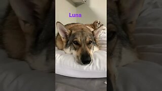 [Shorts 0068] LUNA [#dogs #doggos #doggies #puppies #dogdaycare]