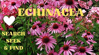 Echinacea - Search, Seek and Find
