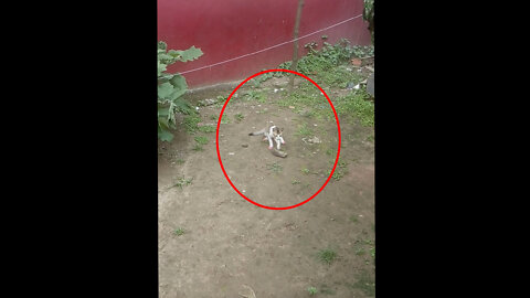 When Kittens Hunt a Rat by His Mother Instruction