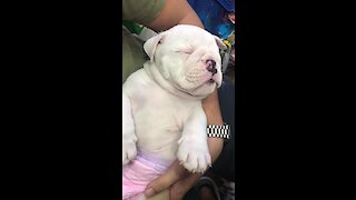 Adorable puppy totally exhausted after visit to the vet