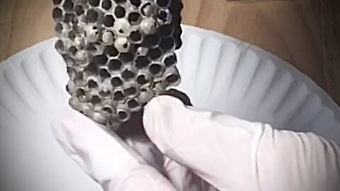 Exploring Paper Wasp Nests