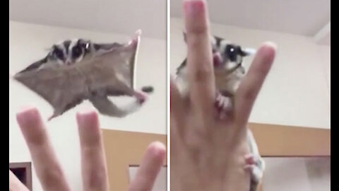 SUGAR GLIDERS Flying Compilation CUTE AND FUNNY