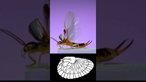 Esse inseto dobra suas asas surpreendentemente