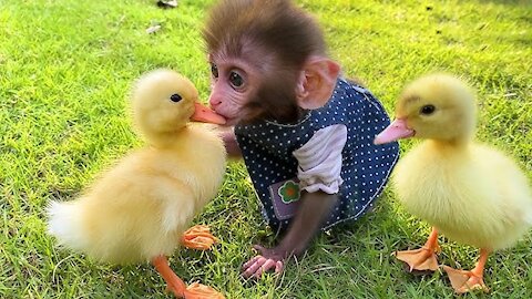 A Little Monkey Play With Ducks