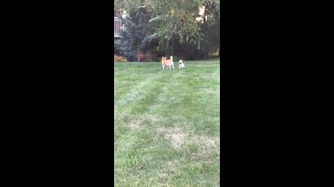 Doge Shiba meets yellow lab