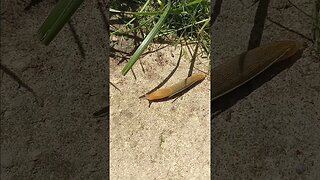 Slug