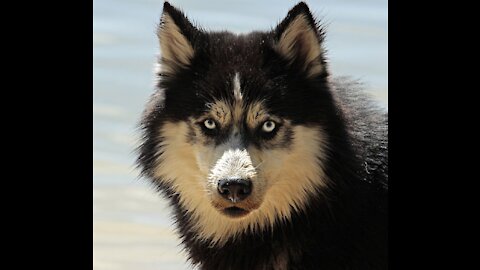 Funny And Cute Husky Does Everything She Can