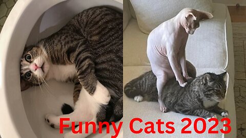 Best Funny Cates 2023 Videos