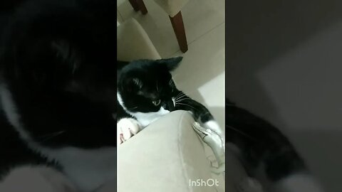 Gatinho Bartolomeu Tunico brincando na poltrona. 😸😸