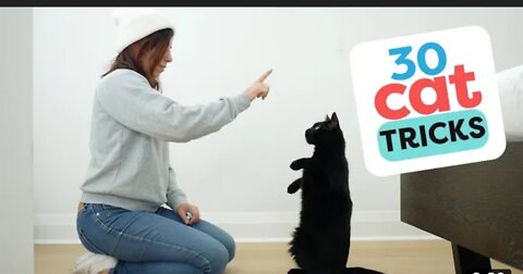 30 tricks to teach your cat