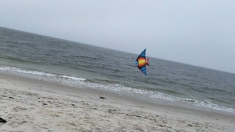 Flying kites