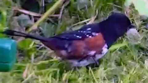 IECV NV #42 - 👀 House Sparrow, Spotted Towhee, Robin 😊5-29-2014