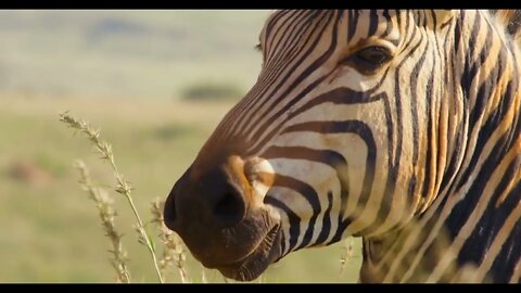 Close Up of a Zebra in African Grasslands