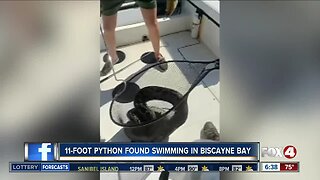 11-foot Python found swimming in Biscayne Bay