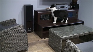 Border Collie puppy is nuts about nuts