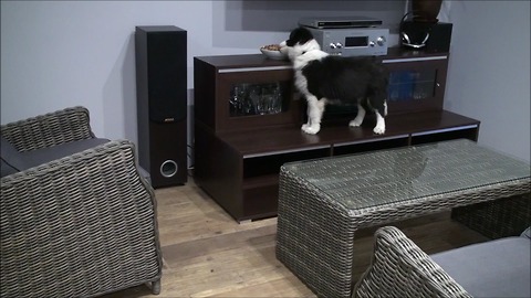 Border Collie puppy is nuts about nuts