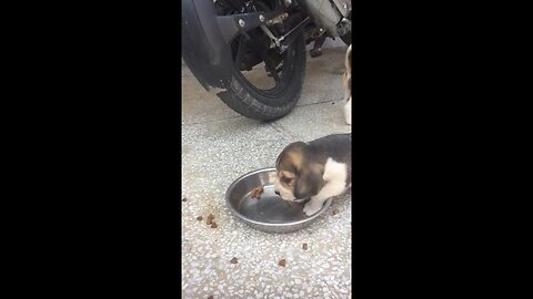 Beagle puppies first feed